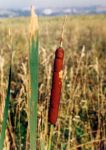 [35] pałka wąskolistna Typha angustifolia, fot. A. Dorda